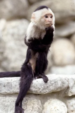 Binx the Monkey